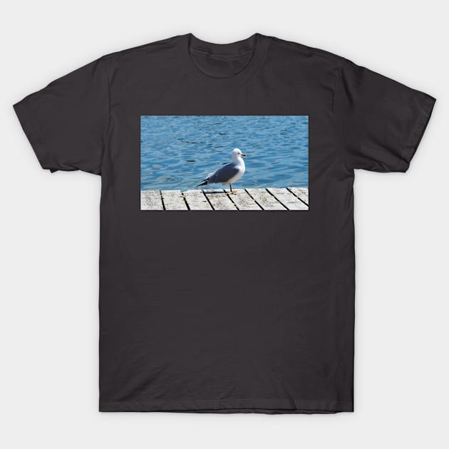 A Gull Standing On A Wooden Walkway T-Shirt by BackyardBirder